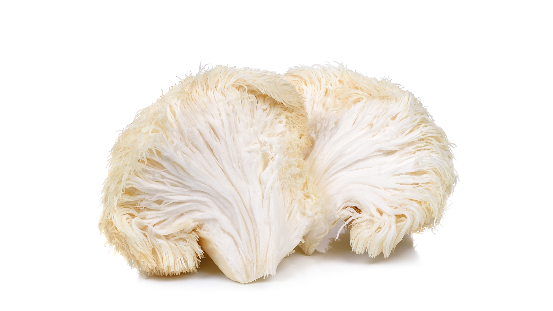 Lion's Mane
