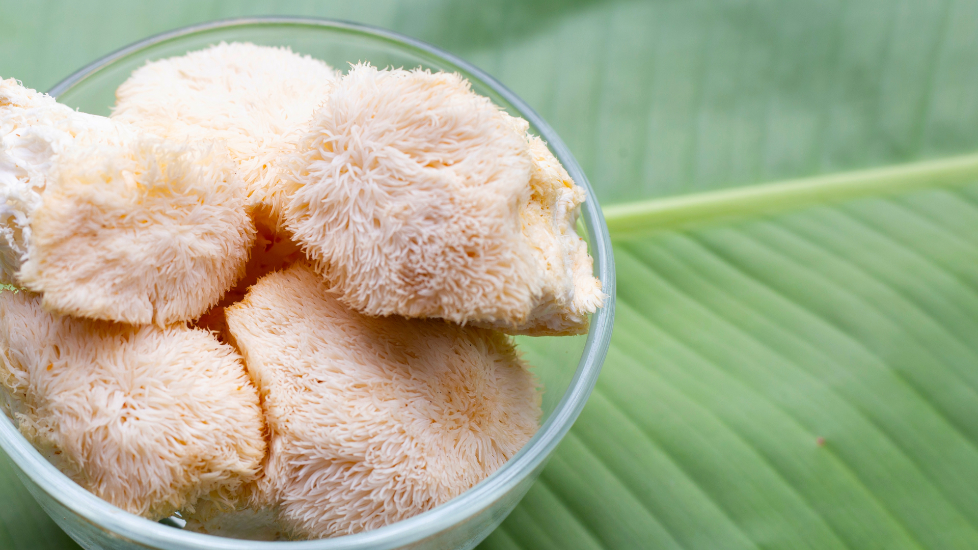 Lion's Mane supplementation for ADHD symptoms