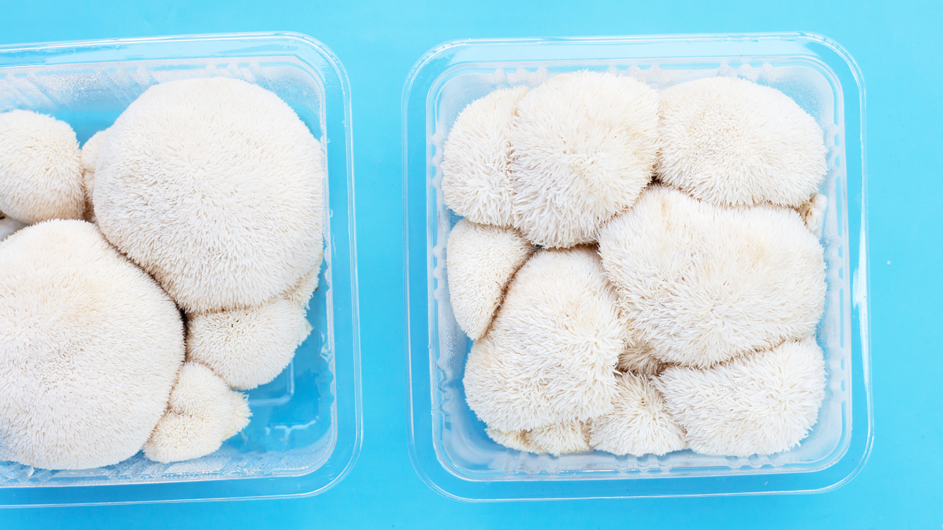 Lion's Mane