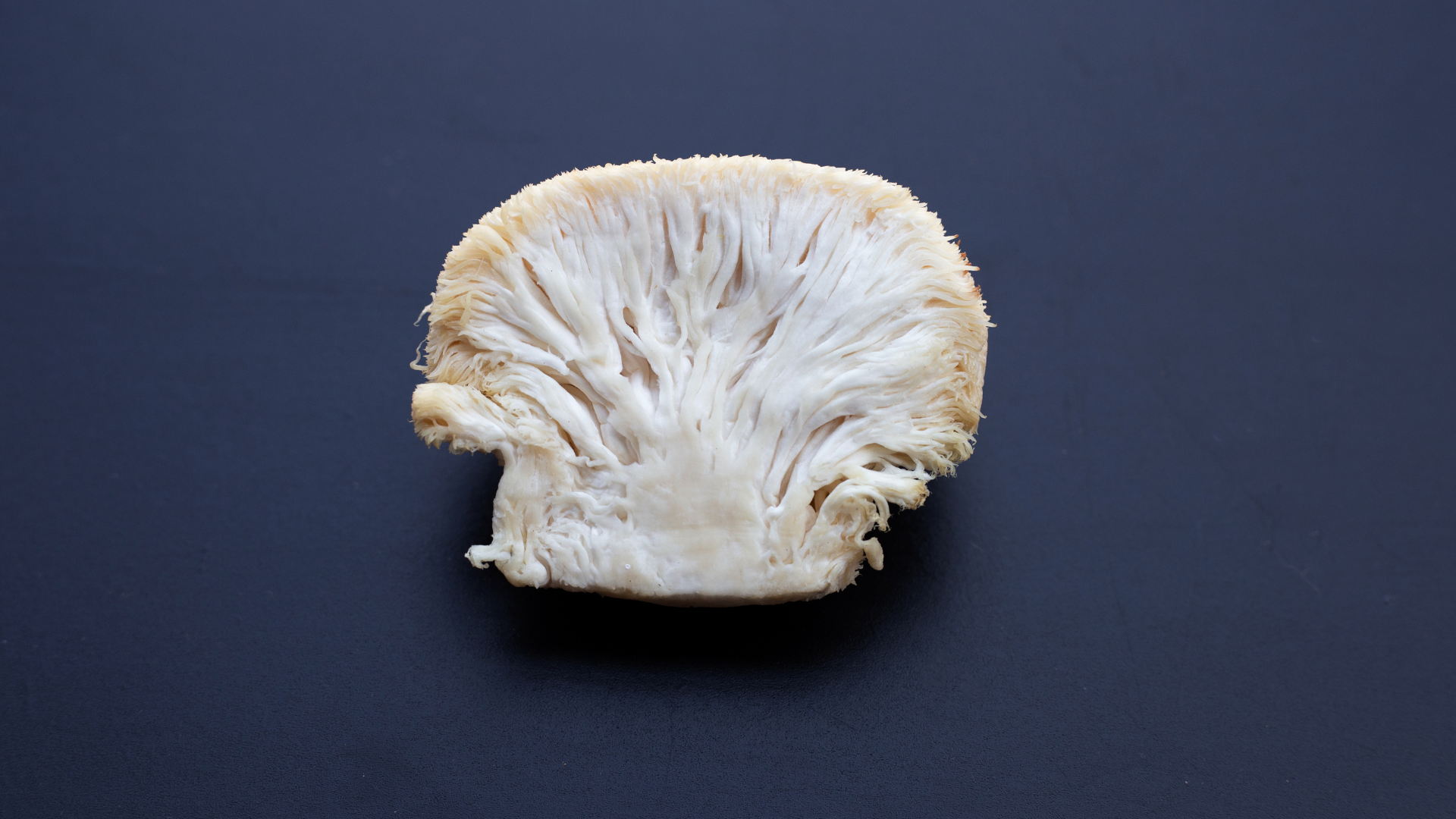 Lion's Mane