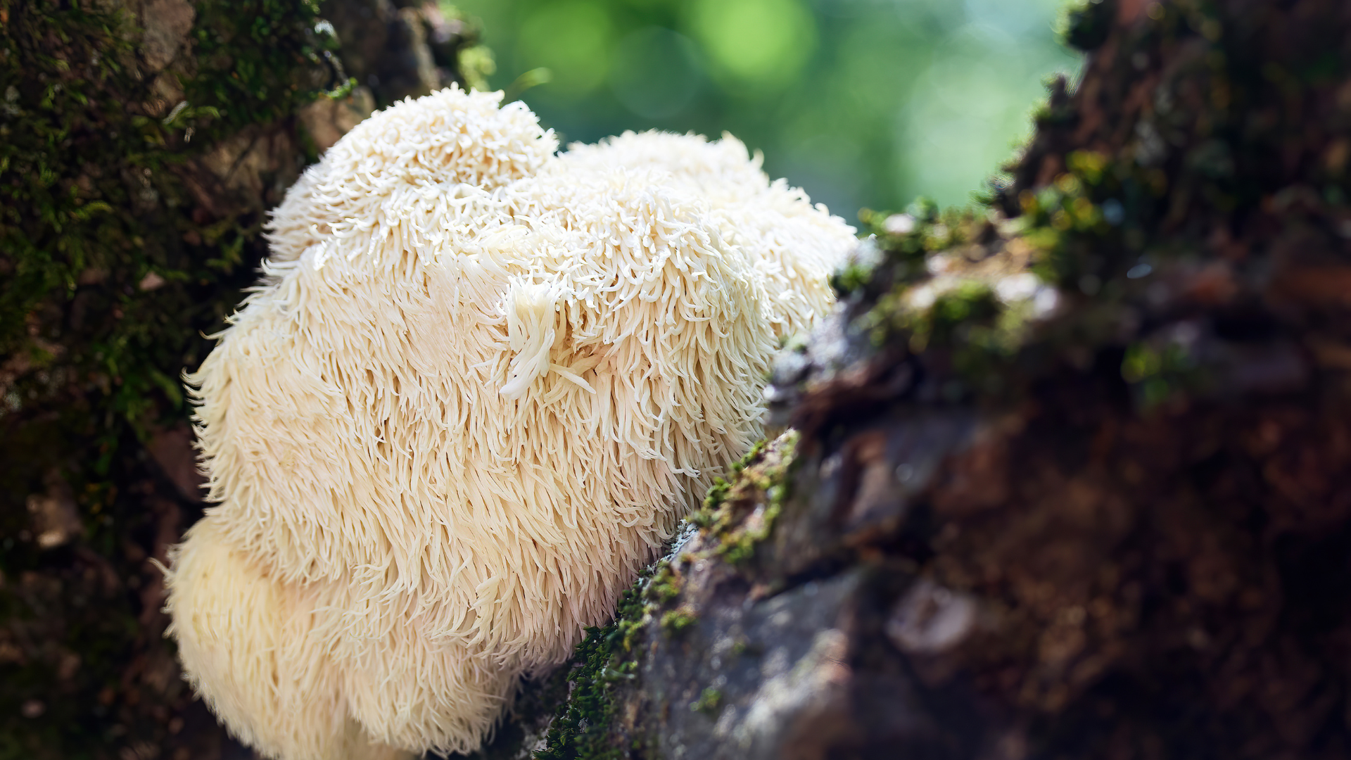 Lion's Mane